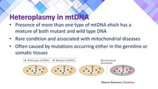 Heteroplasmy in mtDNA
• Presence of more than one type of mtDNA ehich has a
mixture of both mutant and wild type DNA
• Rare condition and associated with mitochondrial diseases
• Often caused by mutations occurring either in the germline or
somatic tissues
 
