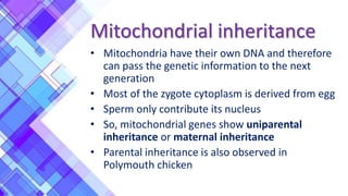 Mitochondrial inheritance
• Mitochondria have their own DNA and therefore
can pass the genetic information to the next
generation
• Most of the zygote cytoplasm is derived from egg
• Sperm only contribute its nucleus
• So, mitochondrial genes show uniparental
inheritance or maternal inheritance
• Parental inheritance is also observed in
Polymouth chicken
 