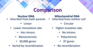 Comparison
Nuclear DNA
• Inherited from both parents
• Linear
• Lower mmutation rate
• Has introns
• Monocistronic
• 20,000 genes
• Varied by recombination
Mitochondrial DNA
• Inherited from mother cell
• Circular
• Higher mutation rate
• No introns
• Polycistronic
• 37 genes
• No recombination
 