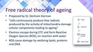 Free radical theory of ageing
• Proposed by Dr. Denham Harman
• “cells continuously produce free radicals
produced by the activity of mitochondria damage
cellular components leading to ageing”
• Electron escape during ETC and form Reactive
Oxygen Species (ROS), on reaction with water
• ROS cause damage by oxidizing lipids, proteins
and DNA
 
