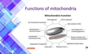Functions of mitochondria
 