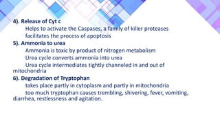 4). Release of Cyt c
Helps to activate the Caspases, a family of killer proteases
facilitates the process of apoptosis
5). Ammonia to urea
Ammonia is toxic by product of nitrogen metabolism
Urea cycle converts ammonia into urea
Urea cycle intermediates tightly channeled in and out of
mitochondria
6). Degradation of Tryptophan
takes place partly in cytoplasm and partly in mitochondria
too much tryptophan causes trembling, shivering, fever, vomiting,
diarrhea, restlessness and agitation.
 