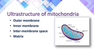 Ultrastructure of mitochondria
• Outer membrane
• Inner membrane
• Inter-membrane space
• Matrix
 