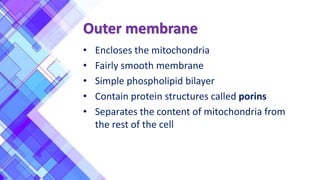 Outer membrane
• Encloses the mitochondria
• Fairly smooth membrane
• Simple phospholipid bilayer
• Contain protein structures called porins
• Separates the content of mitochondria from
the rest of the cell
 