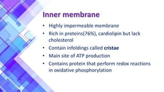 Inner membrane
• Highly impermeable membrane
• Rich in proteins(76%), cardiolipin but lack
cholesterol
• Contain infoldings called cristae
• Main site of ATP production
• Contains protein that perform redox reactions
in oxidative phosphorylation
 