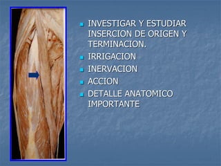  INVESTIGAR Y ESTUDIAR
INSERCION DE ORIGEN Y
TERMINACION.
 IRRIGACION
 INERVACION
 ACCION
 DETALLE ANATOMICO
IMPORTANTE
 