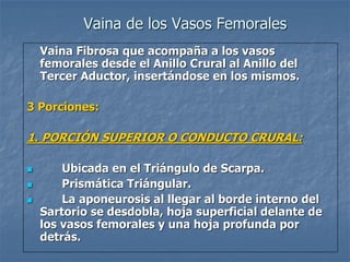 Vaina de los Vasos Femorales
Vaina Fibrosa que acompaña a los vasos
femorales desde el Anillo Crural al Anillo del
Tercer Aductor, insertándose en los mismos.
3 Porciones:
1. PORCIÓN SUPERIOR O CONDUCTO CRURAL:
 Ubicada en el Triángulo de Scarpa.
 Prismática Triángular.
 La aponeurosis al llegar al borde interno del
Sartorio se desdobla, hoja superficial delante de
los vasos femorales y una hoja profunda por
detrás.
 