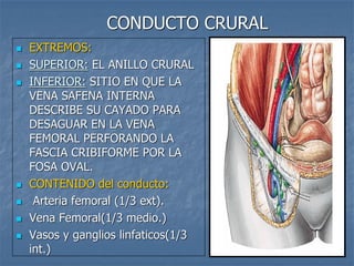 CONDUCTO CRURAL
 EXTREMOS:
 SUPERIOR: EL ANILLO CRURAL
 INFERIOR: SITIO EN QUE LA
VENA SAFENA INTERNA
DESCRIBE SU CAYADO PARA
DESAGUAR EN LA VENA
FEMORAL PERFORANDO LA
FASCIA CRIBIFORME POR LA
FOSA OVAL.
 CONTENIDO del conducto:
 Arteria femoral (1/3 ext).
 Vena Femoral(1/3 medio.)
 Vasos y ganglios linfaticos(1/3
int.)
 