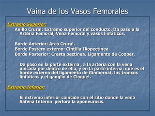 Vaina de los Vasos Femorales
Extremo Superior:
Anillo Crural: Extremo superior del conducto. Da paso a la
Arteria Femoral, Vena Femoral y vasos linfáticos.
Borde Anterior: Arco Crural.
Borde Postero externo: Cintilla Iliopectínea.
Borde Posterior: Cresta pectínea. Ligamento de Cooper.
Da paso en la parte externa , a la arteria con la vena
ubicada por dentro de ella, y en la parte interna, que es el
borde externo del ligamento de Gimbernat, los troncos
linfáticos y el ganglio de Cloquet.
Extremo Inferior:
El extremo inferior coincide con el sitio donde la vena
Safena Interna perfora la aponeurosis.
 