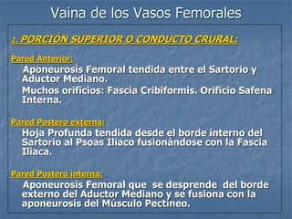 Vaina de los Vasos Femorales
1. PORCIÓN SUPERIOR O CONDUCTO CRURAL:
Pared Anterior:
Aponeurosis Femoral tendida entre el Sartorio y
Aductor Mediano.
Muchos orificios: Fascia Cribiformis. Orificio Safena
Interna.
Pared Postero externa:
Hoja Profunda tendida desde el borde interno del
Sartorio al Psoas Iliaco fusionándose con la Fascia
Iliaca.
Pared Postero interna:
Aponeurosis Femoral que se desprende del borde
externo del Aductor Mediano y se fusiona con la
aponeurosis del Músculo Pectíneo.
 