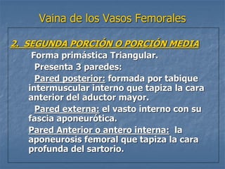 Vaina de los Vasos Femorales
2. SEGUNDA PORCIÓN O PORCIÓN MEDIA
Forma primástica Triangular.
Presenta 3 paredes:
Pared posterior: formada por tabique
intermuscular interno que tapiza la cara
anterior del aductor mayor.
Pared externa: el vasto interno con su
fascia aponeurótica.
Pared Anterior o antero interna: la
aponeurosis femoral que tapiza la cara
profunda del sartorio.
 