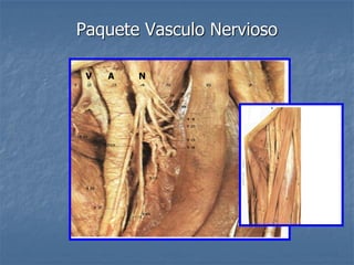 Paquete Vasculo Nervioso
N
A
V
 