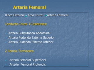 Iliaca Externa Arco Crural Arteria Femoral
Conducto Crural 3 Colaterales:
 Arteria Subcutánea Abdominal
 Arteria Pudenda Externa Superior
 Arteria Pudenda Externa Inferior
2 Ramos Terminales:
 Arteria Femoral Superficial
 Arteria Femoral Profunda.
Arteria Femoral
 