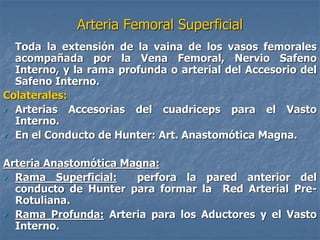 Arteria Femoral Superficial
Toda la extensión de la vaina de los vasos femorales
acompañada por la Vena Femoral, Nervio Safeno
Interno, y la rama profunda o arterial del Accesorio del
Safeno Interno.
Colaterales:
 Arterias Accesorias del cuadriceps para el Vasto
Interno.
 En el Conducto de Hunter: Art. Anastomótica Magna.
Arteria Anastomótica Magna:
 Rama Superficial: perfora la pared anterior del
conducto de Hunter para formar la Red Arterial Pre-
Rotuliana.
 Rama Profunda: Arteria para los Aductores y el Vasto
Interno.
 