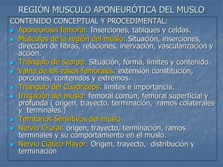 REGIÓN MUSCULO APONEURÓTICA DEL MUSLO
CONTENIDO CONCEPTUAL Y PROCEDIMENTAL:
 Aponeurosis femoral: Inserciones, tabiques y celdas.
 Músculos de la región del muslo: Situación, inserciones,
dirección de fibras, relaciones, inervación, vascularización y
acción.
 Triángulo de Scarpa: Situación, forma, límites y contenido.
 Vaina de los vasos femorales: extensión constitución,
porciones, contenidos y extremos.
 Triangulo del Cuadriceps: límites e importancia.
 Irrigación del muslo: femoral común, femoral superficial y
profunda ( origen, trayecto, terminación, ramos colaterales
y terminales.)
 Territorios Sensitivos del muslo
 Nervio Crural: origen, trayecto, terminación, ramos
terminales y su comportamiento en el muslo.
 Nervio Ciático Mayor: Origen, trayecto, distribución y
terminación
 