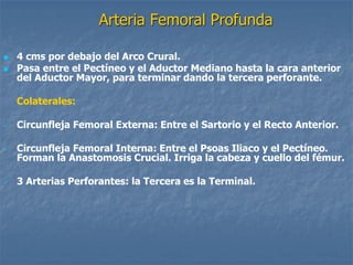 Arteria Femoral Profunda
 4 cms por debajo del Arco Crural.
 Pasa entre el Pectíneo y el Aductor Mediano hasta la cara anterior
del Aductor Mayor, para terminar dando la tercera perforante.
Colaterales:
 Circunfleja Femoral Externa: Entre el Sartorio y el Recto Anterior.
 Circunfleja Femoral Interna: Entre el Psoas Iliaco y el Pectíneo.
Forman la Anastomosis Crucial. Irriga la cabeza y cuello del fémur.
 3 Arterias Perforantes: la Tercera es la Terminal.
 