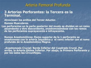 Arteria Femoral Profunda
 3 Arterias Perforantes: la Tercera es la
Terminal.
Atraviesan los anillos del Tercer Aductor.
Ramos Musculares.
Las perforantes en la parte posterior del muslo se dividen en un ramo
ascendente y otro descendente, anastomosándose con los ramos
de las perforantes suprayacente e infrayacente.
Ramos Anastomóticos: Ramo superior de la 1 perforante se
anastomosa con la arteria Isquiática y el ramo inferior con el ramo
profundo de la Anastomótica Magna.
*Anastomosis Crucial: Borde Inferior del Cuadrado Crural. Por
arriba, la Arteria Glútea Inferior. Por abajo, la Primera Perforante y
por los lados las Circunflejas.
 