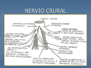 NERVIO CRURAL
 