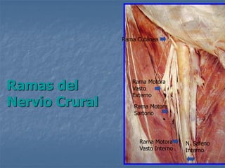 Rama Cutánea
Rama Motora
Vasto
Externo
Rama Motora
Sartorio
N. Safeno
Interno
Rama Motora
Vasto Interno
Ramas del
Nervio Crural
 