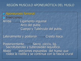 REGIÓN MUSCULO APONEURÓTICA DEL MUSLO
 Aponeurosis femoral:
 Inserciones:
Arriba Ligamento inguinal
Arco del pubis
Cuerpo y Tubérculo del pubis.
Lateralmente y posterior Cresta iliaca.
Posteriormente Sacro, cóccix, lig.
Sacrotuberoso y tuberosidad isquiática.
Abajo porciones expuestas del hueso que
rodea la rodilla y se continua con la fascia crural
 