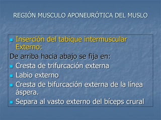REGIÓN MUSCULO APONEURÓTICA DEL MUSLO
 Inserción del tabique intermuscular
Externo:
De arriba hacia abajo se fija en:
 Cresta de trifurcación externa
 Labio externo
 Cresta de bifurcación externa de la línea
áspera.
 Separa al vasto externo del bíceps crural
 