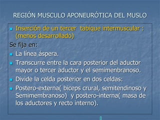 REGIÓN MUSCULO APONEURÓTICA DEL MUSLO
 Inserción de un tercer tabique intermuscular :
(menos desarrollado)
Se fija en:
 La línea áspera.
 Transcurre entre la cara posterior del aductor
mayor o tercer aductor y el semimenbranoso.
 Divide la celda posterior en dos celdas:
 Postero-externa( biceps crural, semitendinoso y
Semimembranoso) y postero-interna( masa de
los aductores y recto interno).
 