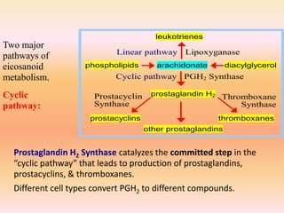 Prostaglandin H2 Synthase catalyzes the committed step in the
“cyclic pathway” that leads to production of prostaglandins,
prostacyclins, & thromboxanes.
Different cell types convert PGH2 to different compounds.
leukotrienes
phospholipids arachidonate diacylglycerol
prostaglandin H2
prostacyclins thromboxanes
other prostaglandins
Lipoxyganase
PGH2 Synthase
Prostacyclin
Synthase
Thromboxane
Synthase
Linear pathway
Cyclic pathway
Two major
pathways of
eicosanoid
metabolism.
Cyclic
pathway:
 