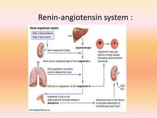 Renin-angiotensin system :
 