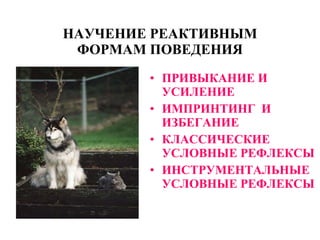 НАУЧЕНИЕ РЕАКТИВНЫМ ФОРМАМ ПОВЕДЕНИЯ ПРИВЫКАНИЕ И УСИЛЕНИЕ ИМПРИНТИНГ  И  ИЗБЕГАНИЕ КЛАССИЧЕСКИЕ УСЛОВНЫЕ РЕФЛЕКСЫ ИНСТРУМЕНТАЛЬНЫЕ УСЛОВНЫЕ РЕФЛЕКСЫ 