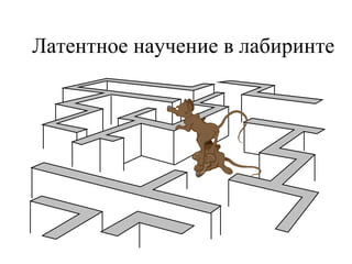 Латентное научение в лабиринте 