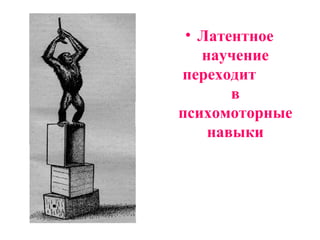 Латентное научение переходит  в психомоторные навыки 