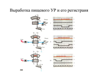 Выработка пищевого УР и его регистраия 