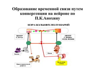 Образование временной связи путем конвергенции на нейроне по П.К.Анохину 