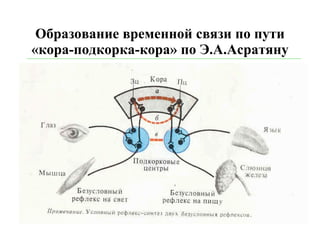 Образование временной связи по пути «кора-подкорка-кора» по Э.А.Асратяну 