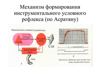 Механизм формирования инструментального условного рефлекса (по Асратяну) 