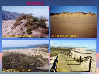DUNASDUNAS
(EXEMPLOS)(EXEMPLOS)
NO GUINCHO, CASCAIS.NO GUINCHO, CASCAIS.
NA COSTA DA CAPARICA.NA COSTA DA CAPARICA. NO BALEAL, PENICHE.NO BALEAL, PENICHE.
EM ESPINHO.EM ESPINHO.
 