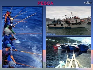 PESCAPESCA voltarvoltar
Pesca desportivaPesca desportiva AçoresAçores
MadeiraMadeira
 