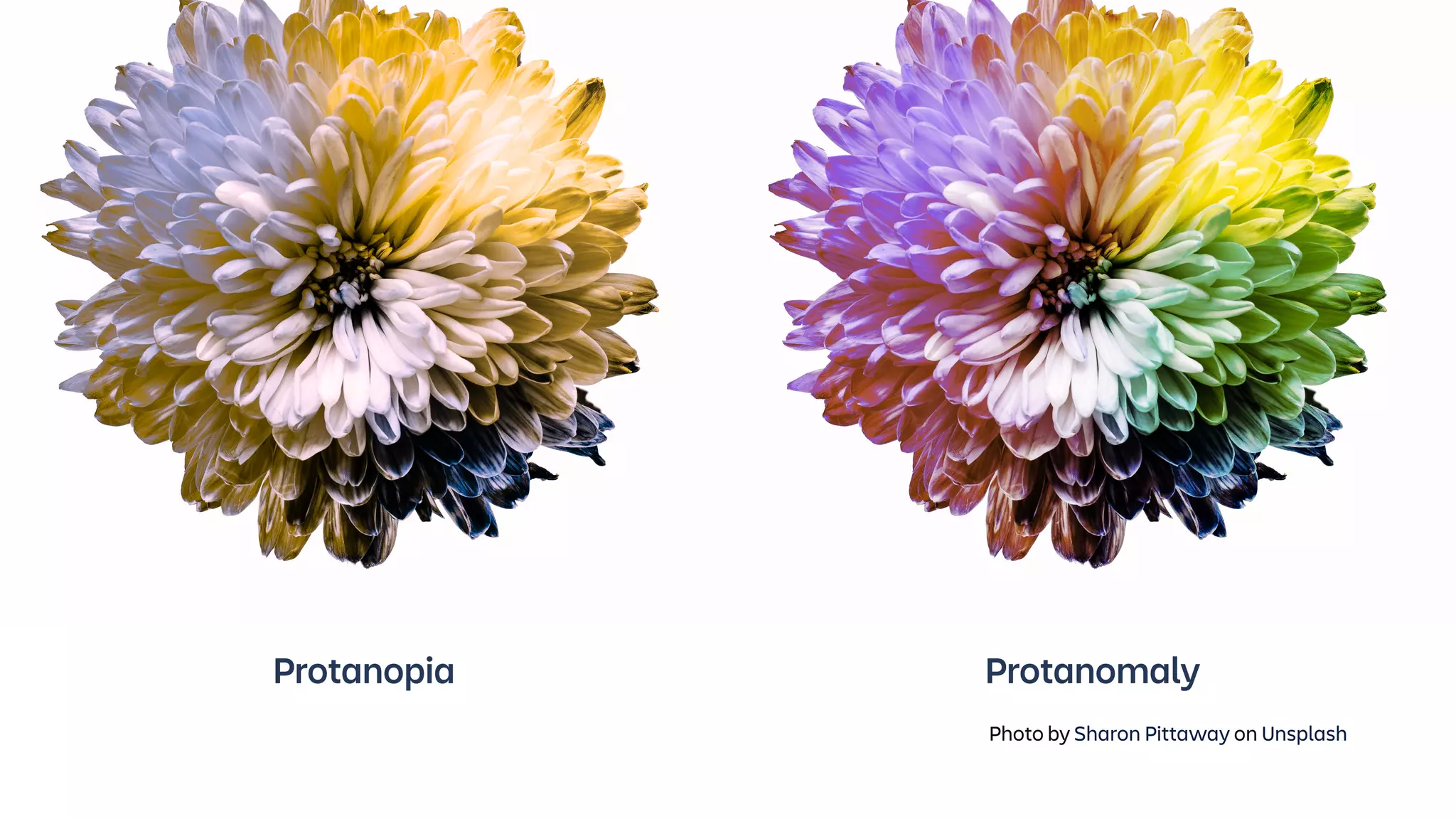 Protanopia Protanomaly
Photo by Sharon Pittaway on Unsplash
 