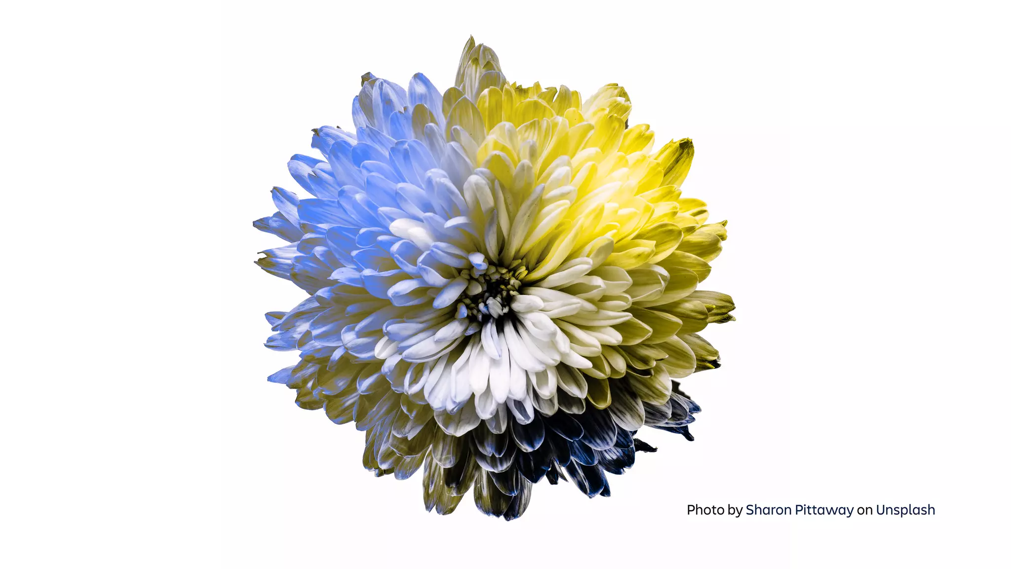 Photo by Sharon Pittaway on Unsplash
 