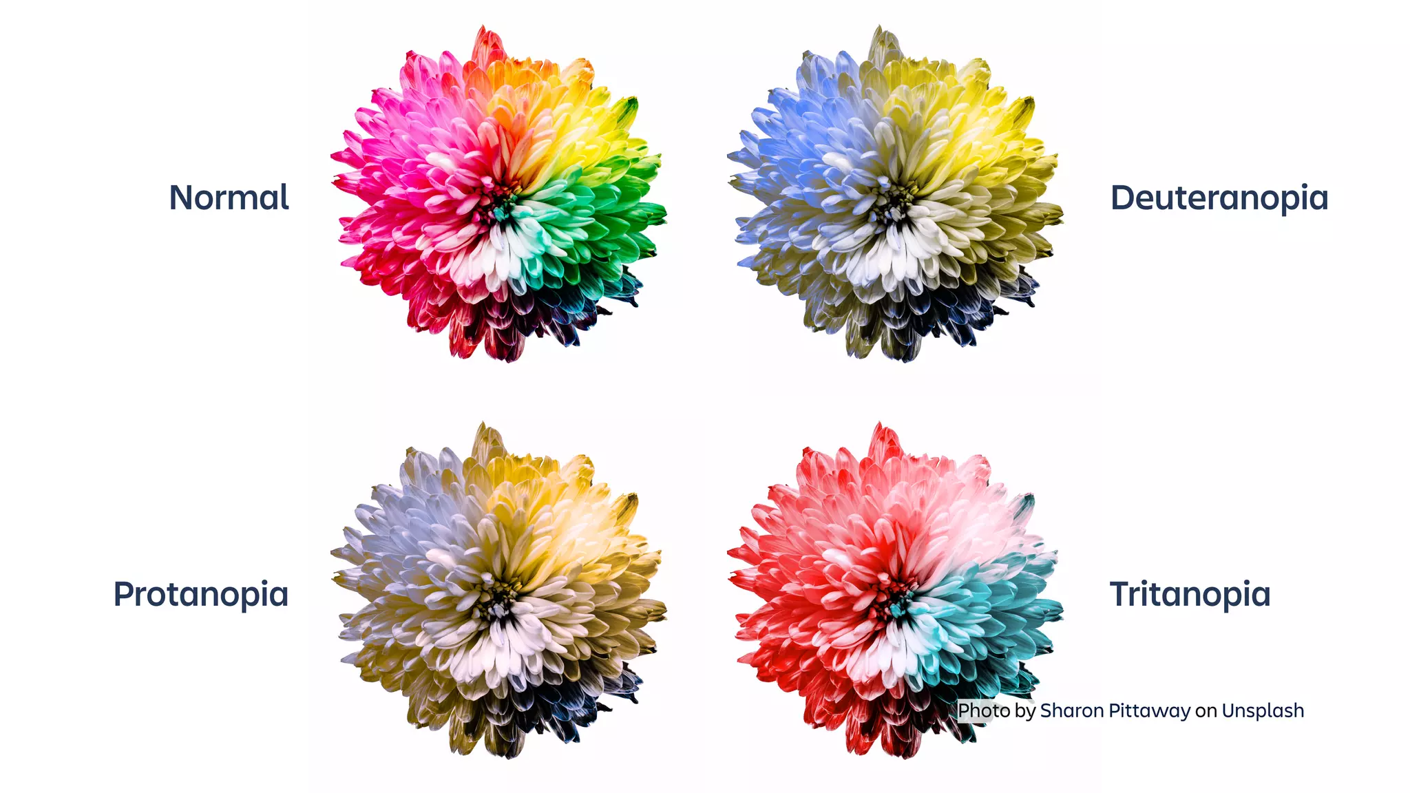 Normal Deuteranopia
Protanopia Tritanopia
Photo by Sharon Pittaway on Unsplash
 