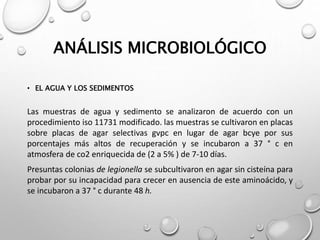 ANÁLISIS MICROBIOLÓGICO
• EL AGUA Y LOS SEDIMENTOS
Las muestras de agua y sedimento se analizaron de acuerdo con un
procedimiento iso 11731 modificado. las muestras se cultivaron en placas
sobre placas de agar selectivas gvpc en lugar de agar bcye por sus
porcentajes más altos de recuperación y se incubaron a 37 ° c en
atmosfera de co2 enriquecida de (2 a 5% ) de 7-10 días.
Presuntas colonias de legionella se subcultivaron en agar sin cisteína para
probar por su incapacidad para crecer en ausencia de este aminoácido, y
se incubaron a 37 ° c durante 48 h.
 