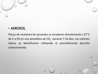 • AEROSOL
Placas de muestreo de aerosoles se incubaron directamente a 37°C
de 2 a 5% en una atmósfera de CO2 durante 7-10 días. Las colonias
típicas se identificaron utilizando el procedimiento descrito
anteriormente.
 