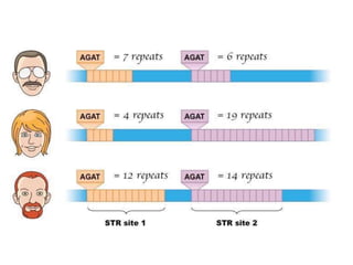 A PROJECT ON EVOLUTION OF DNA FINGERPRINTING AND ITS TECHNOLOGY | PDF