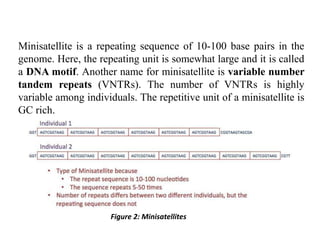 Minisatellite Example A PROJECT ON EVOLUTION OF DNA FINGERPRINTING AND ITS TECHNOLOGY | PDF