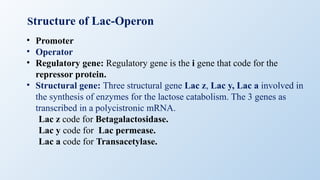 💯Lac Operon👍📜, operon system biologyg | PPTX