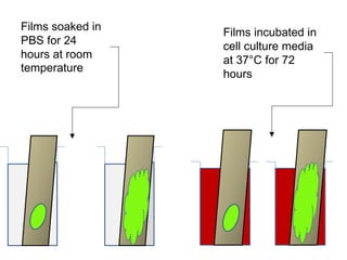 Films soaked in
PBS for 24
hours at room
temperature
Films incubated in
cell culture media
at 37°C for 72
hours
 