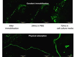 After 24hrs in PBS 72hrs in
immobilisation cell culture media
Covalent immobilisation
Physical adsorption
 