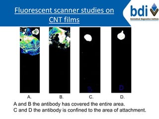 Fluorescent scanner studies on
CNT films
A. B. C. D.
A and B the antibody has covered the entire area.
C and D the antibody is confined to the area of attachment.
 