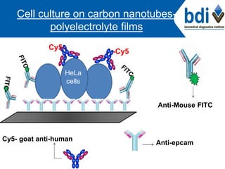 Cell culture on carbon nanotubes-
polyelectrolyte films
HeLa
cells
-Cy5
Cy5-
Cy5- goat anti-human
Anti-epcam
Anti-Mouse FITC
 