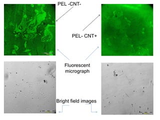 PEL -CNT-
PEL- CNT+
Fluorescent
micrograph
Bright field images
 